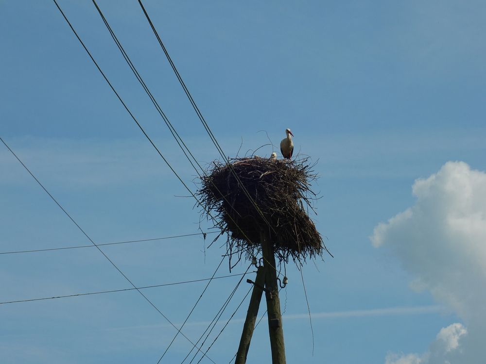 Photo #12582462