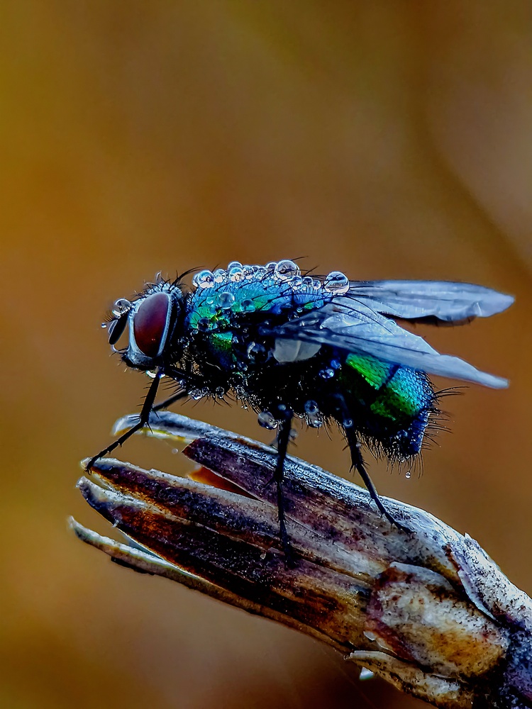 Photograph by Лариса Когтева