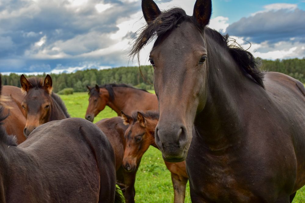 Лошади на выпасе.