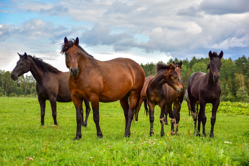 Табун лошадей.