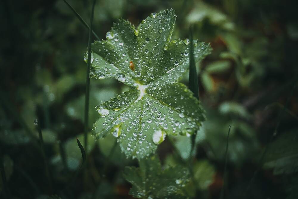 Photograph by Татьяна Иванеева