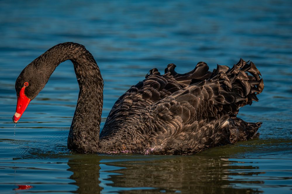 Photograph by Gregor Kobilica