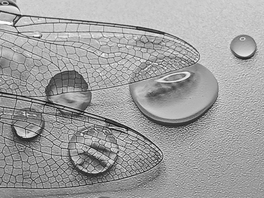 Крылья и Капли.