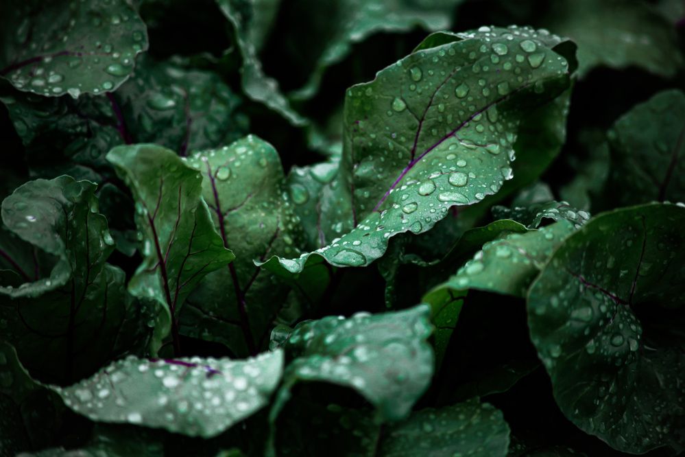 Photograph by Olivka Ulyanova