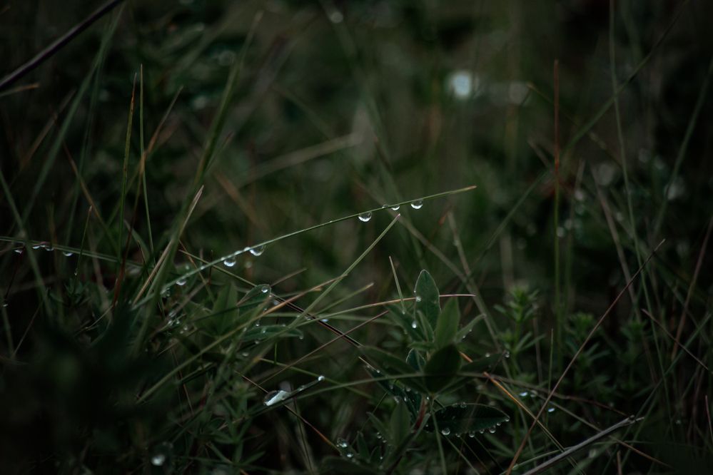 Photograph by Olivka Ulyanova