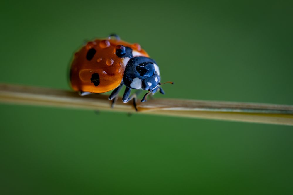 Фотография автора Dmitry BESPAMIATNYI