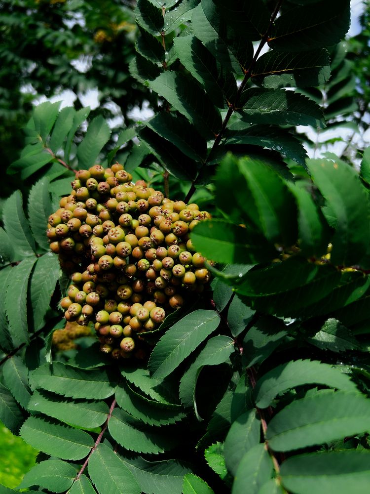 Photograph by Константин Шипицын