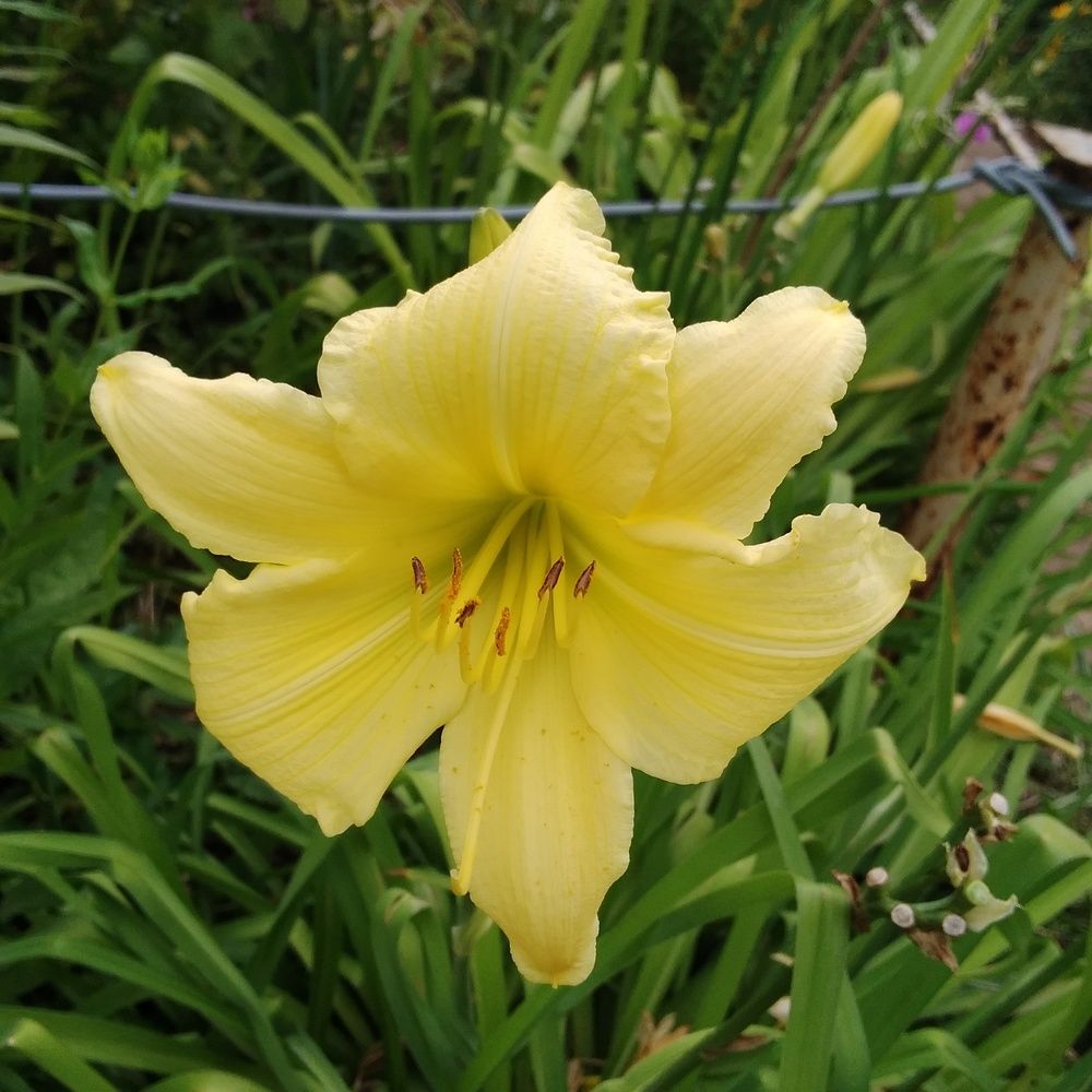 Photograph by Васильева Львовна