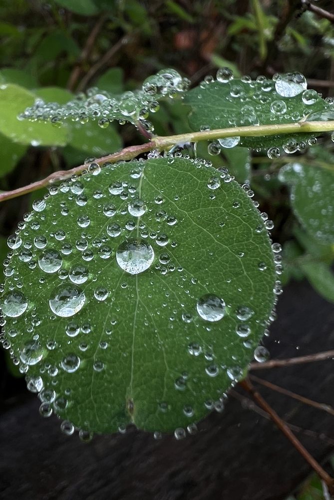 Фотография автора Diana