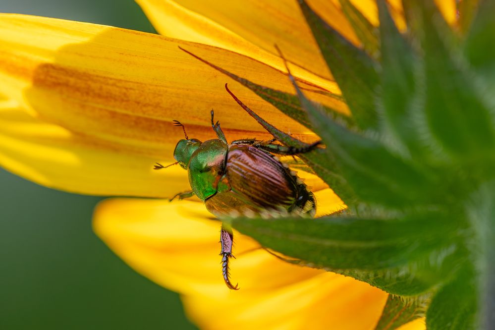 Photograph by Suzuki Ryuta
