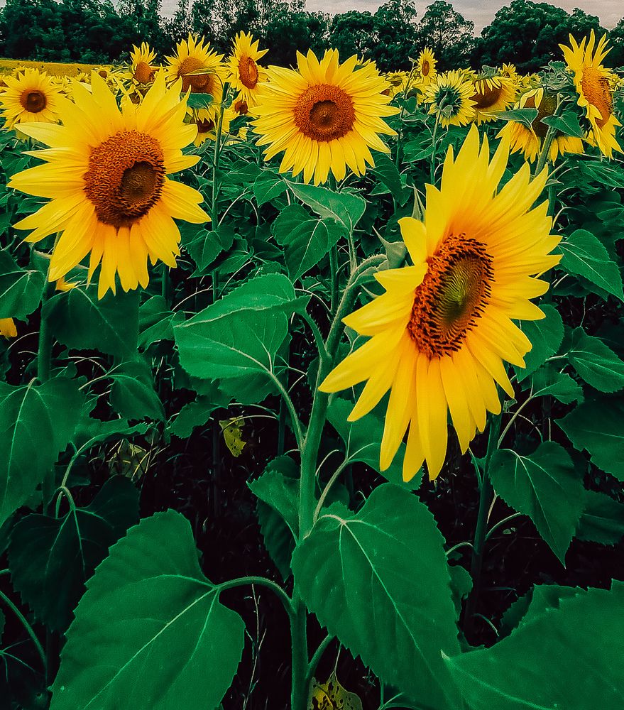 Photograph by Людмила Горячева