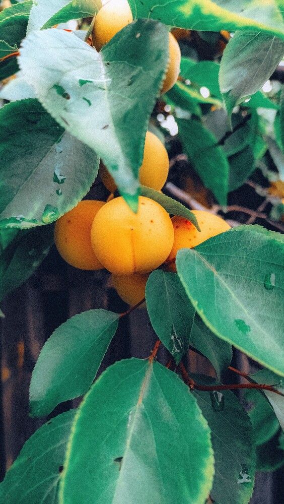 Photograph by Людмила Горячева