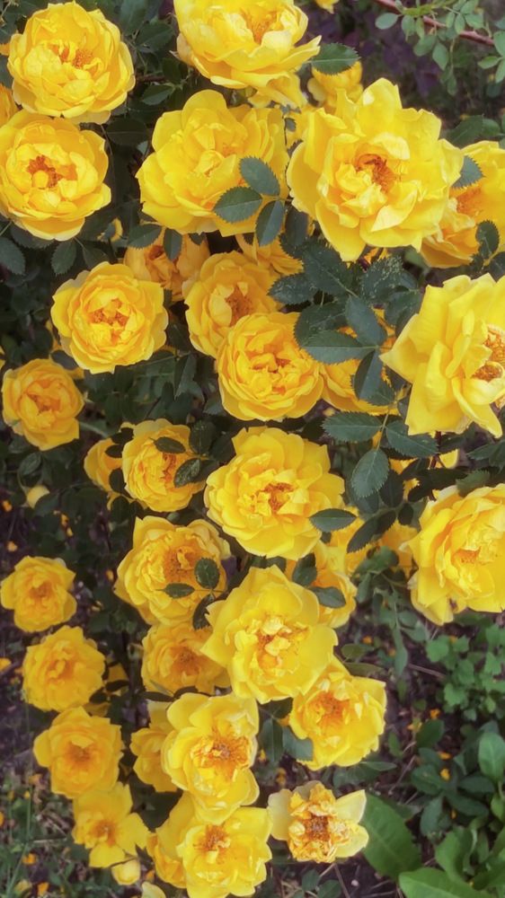 Photograph by Екатерина Кузнецова