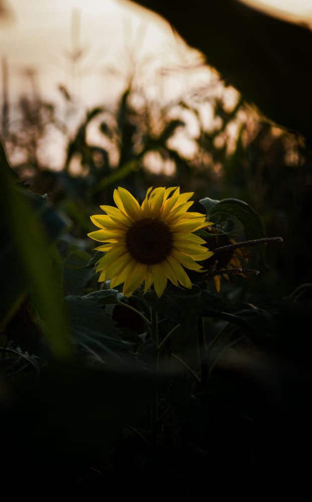 Фотография автора Геннадий Ломеко