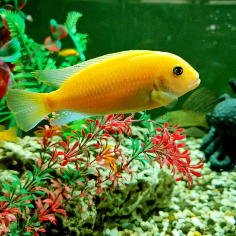 В аквариуме