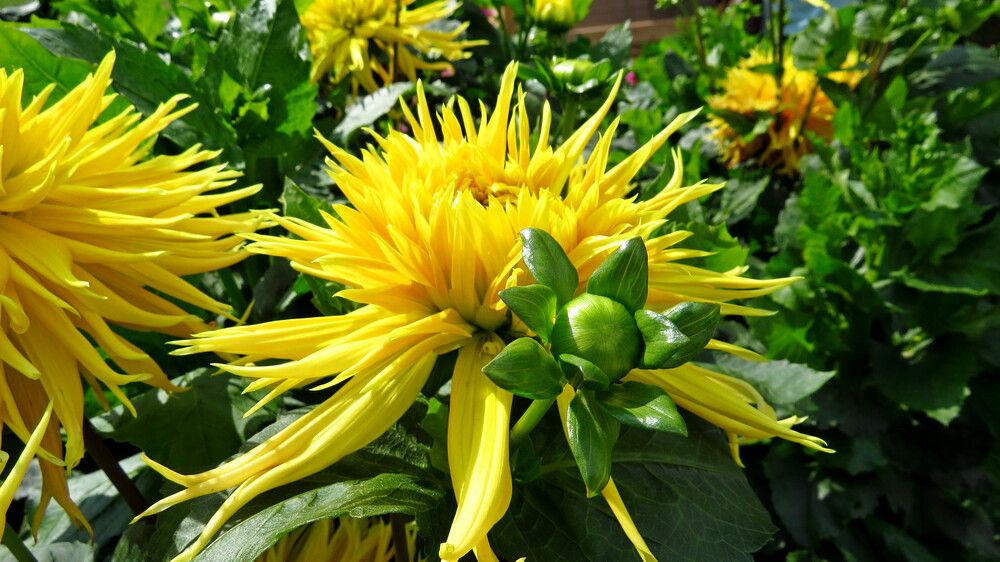 Красавец георгин