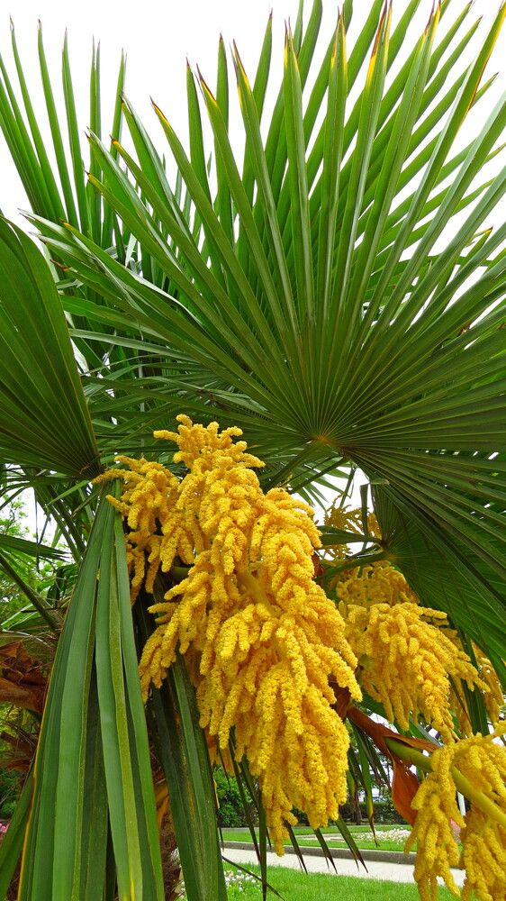 Цветы пальмы