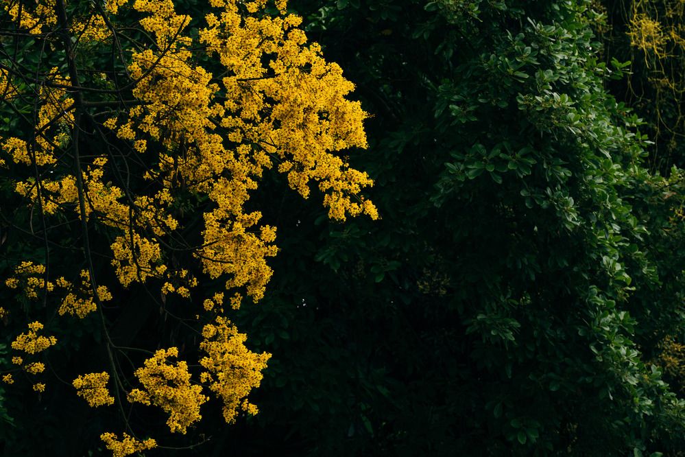 Фотография автора Nguyen Van Ngo