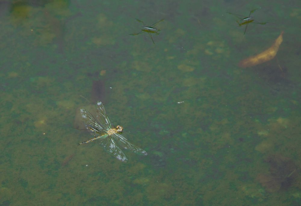 Фотография автора Оксана Антощук