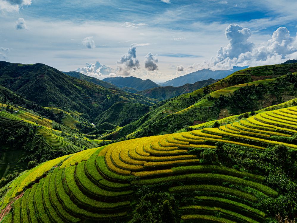 The ripe rice season in Northwest Vietnam