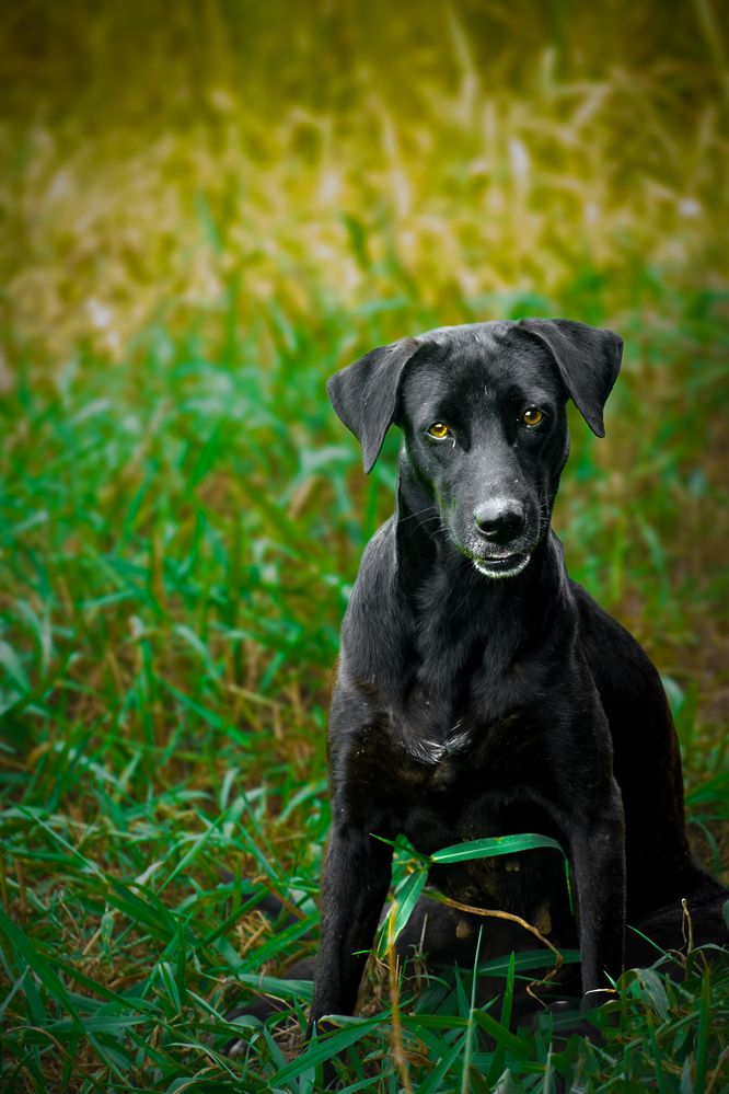 Amber eyes in the emerald field