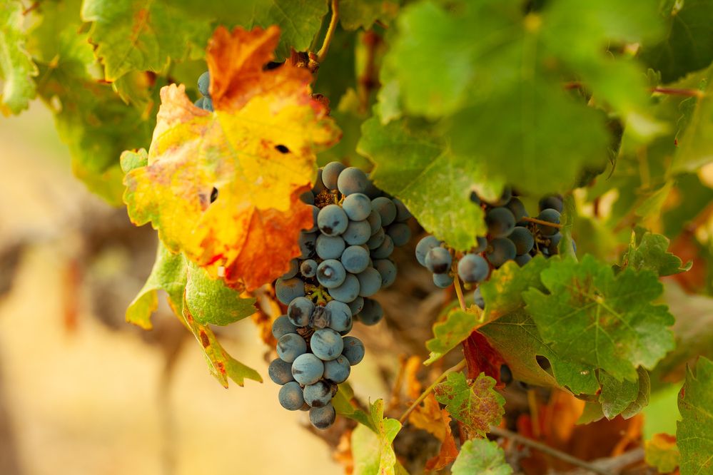 Photograph by Lada Tregubov