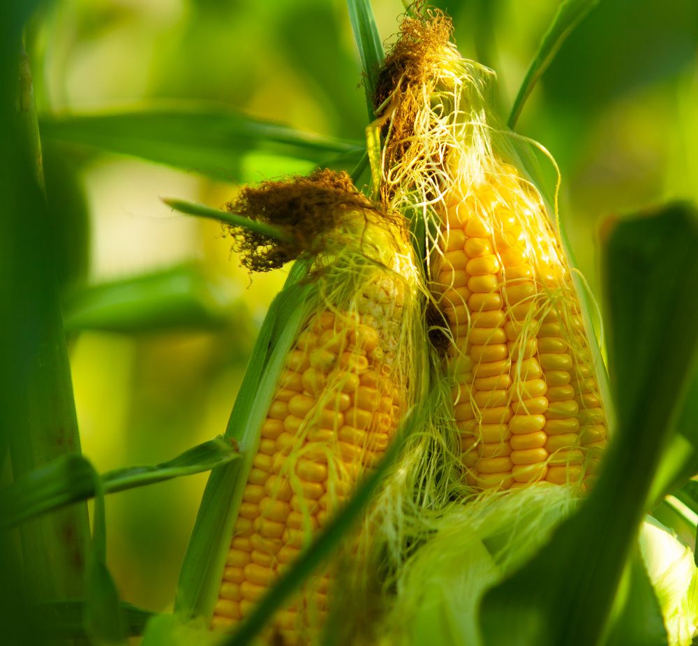 Photograph by Lada Tregubov