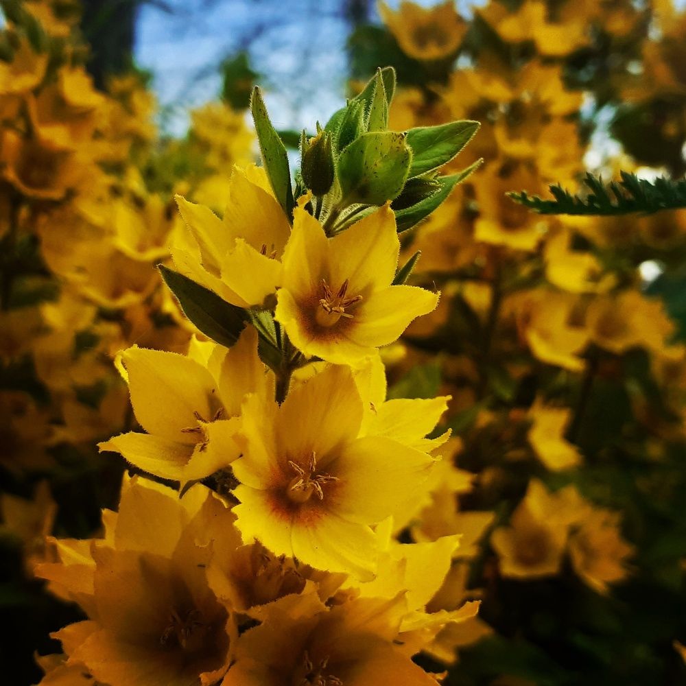 Photograph by Елена Лещева