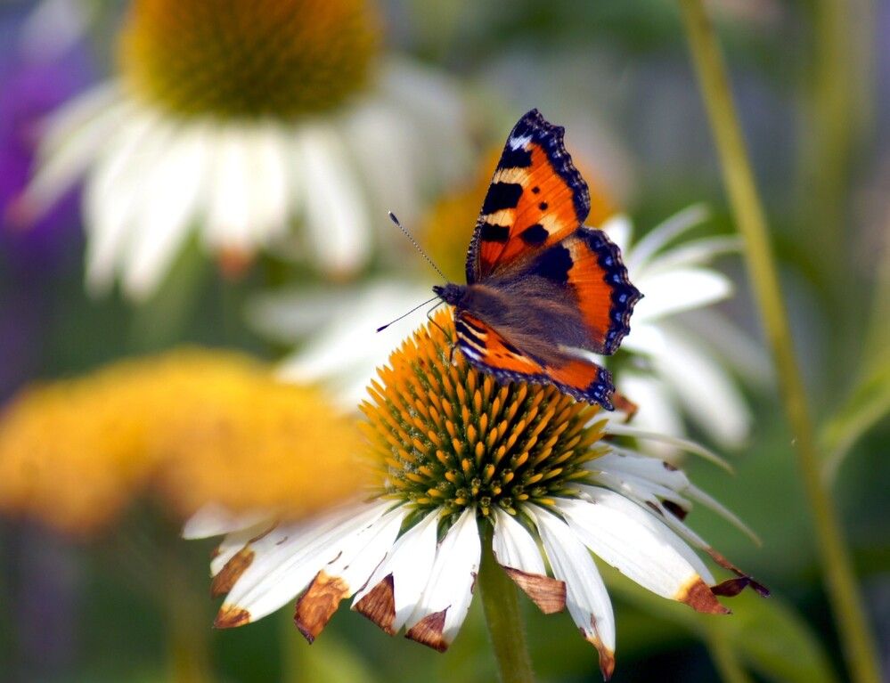 Photograph by Михаил Обертаев