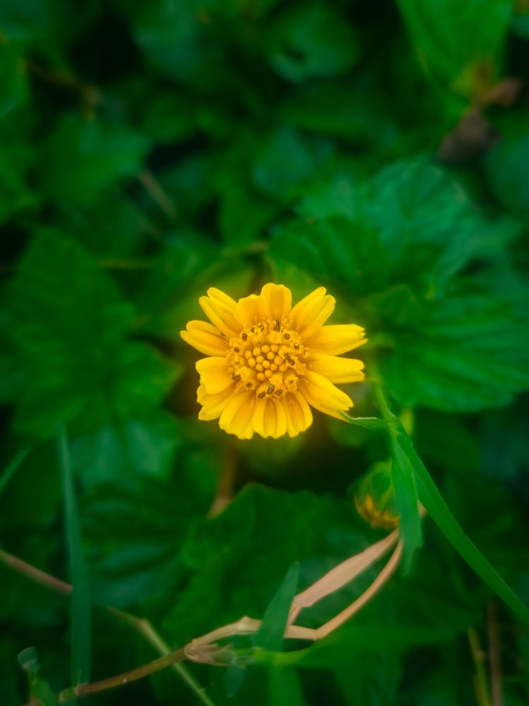 Golden Bloom in Green silence