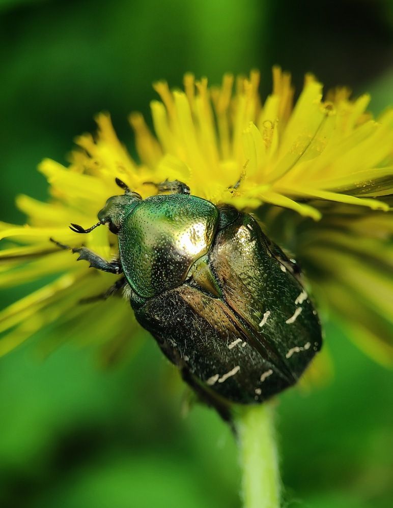 Лакомство бронзовки