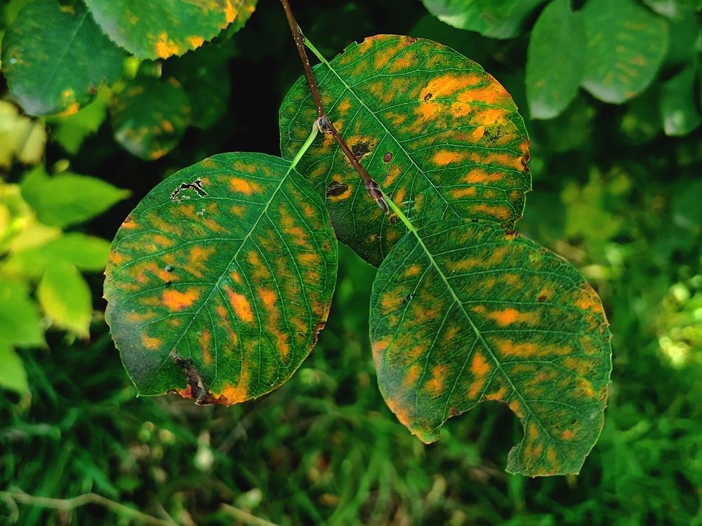 Photograph by Ирина Строкова