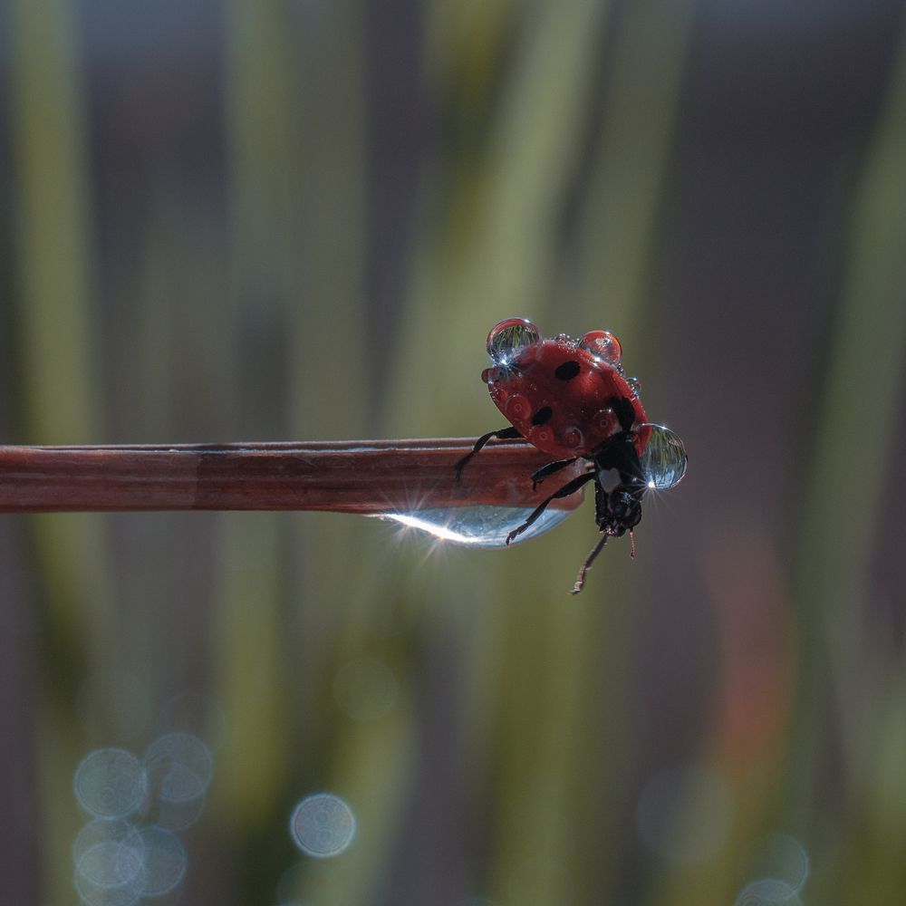 Photograph by Татьяна Эрбутаева
