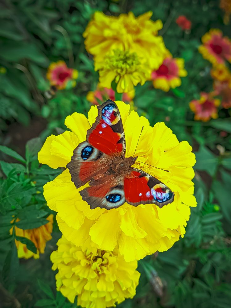 Photograph by Олега Тор