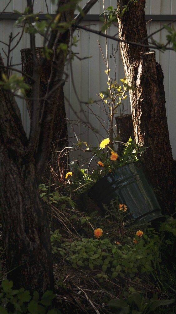 Майское золото