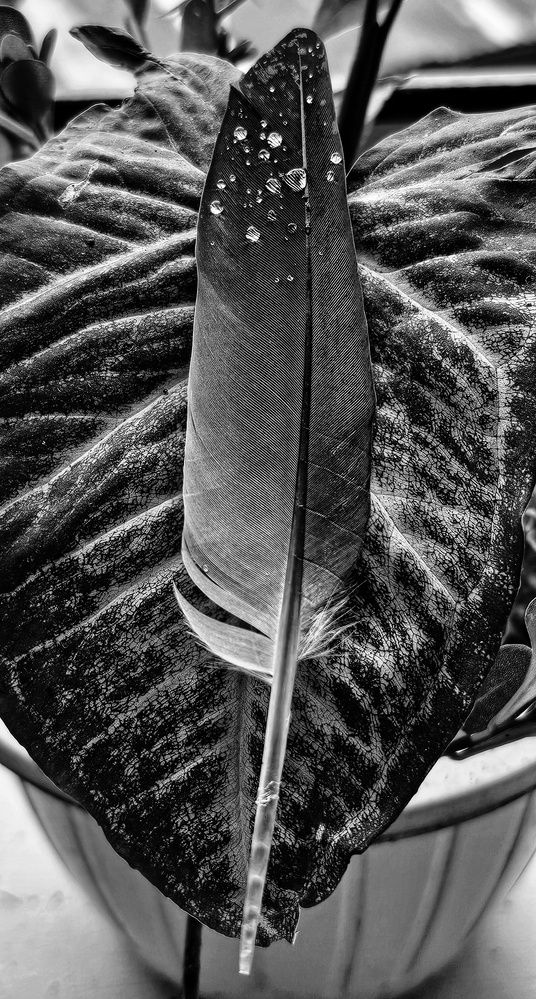 Photograph by SRIMANTA RAY