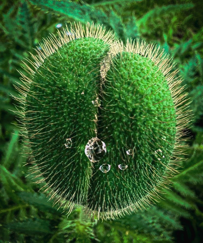 Photograph by Дайана