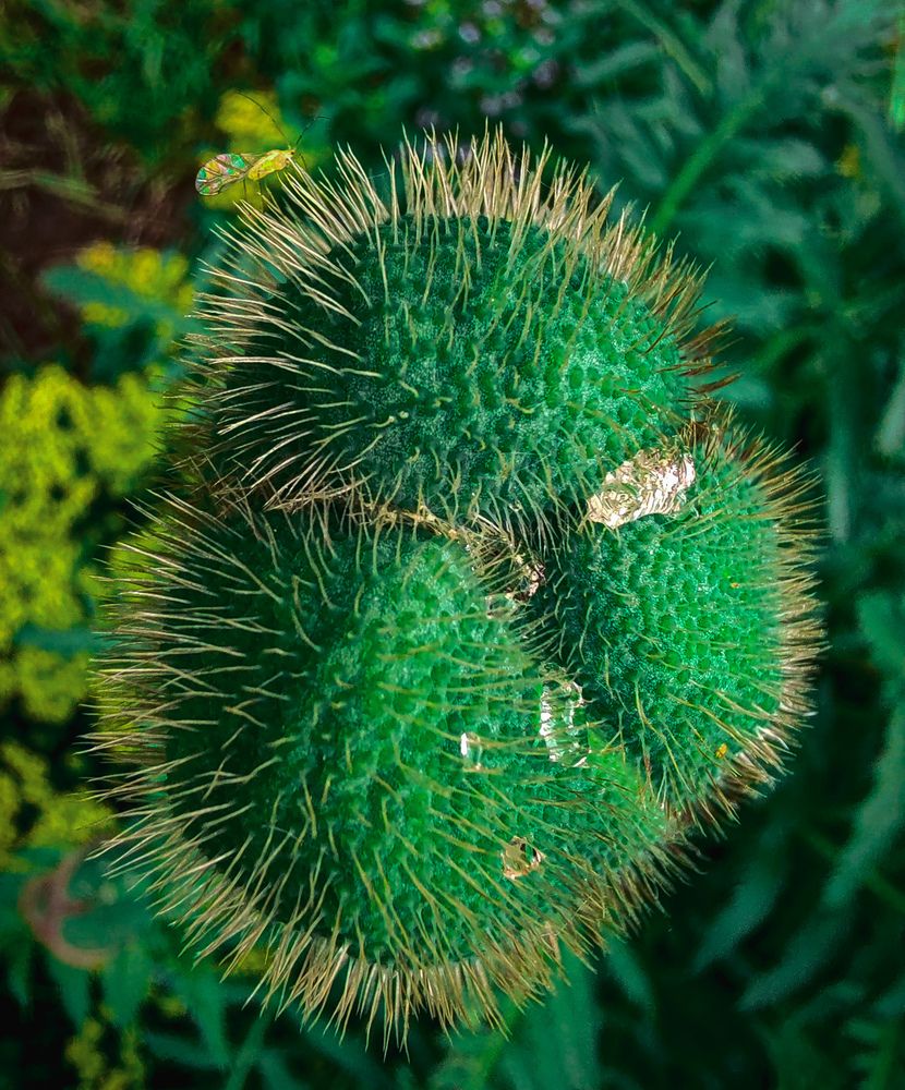 Photograph by Дайана