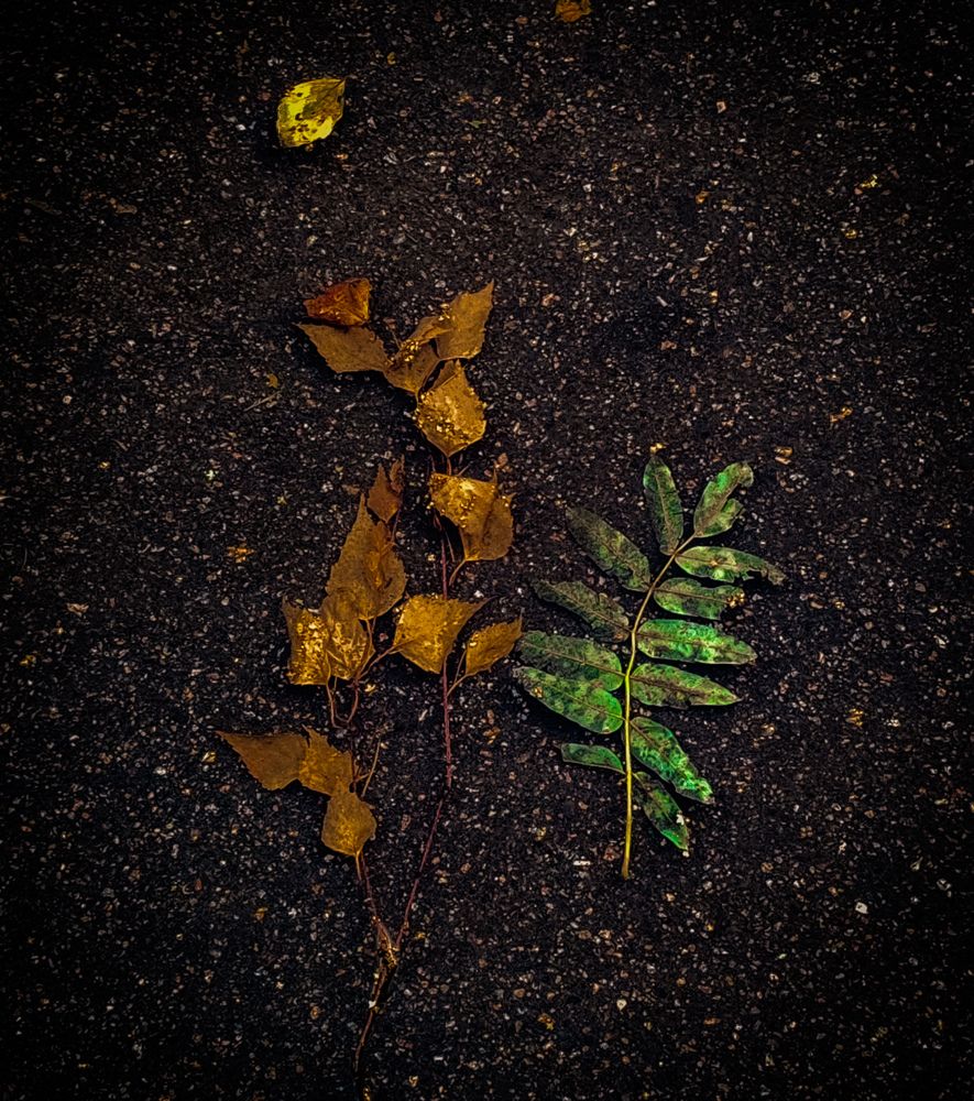 Photograph by Дайана