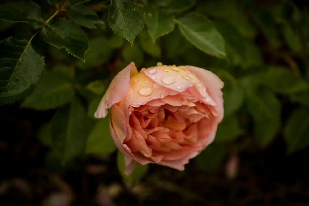 Photograph by Дарья Кондрашонок