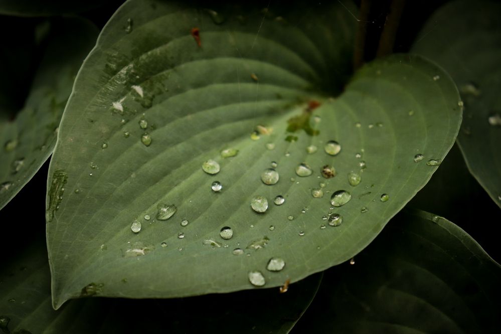 Photograph by Дарья Кондрашонок