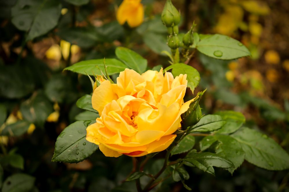 Photograph by Дарья Кондрашонок