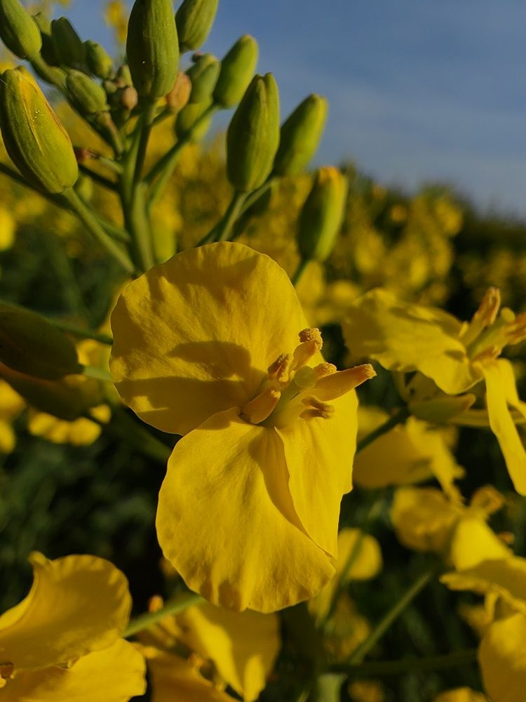 Photograph by Дарья Кондрашонок