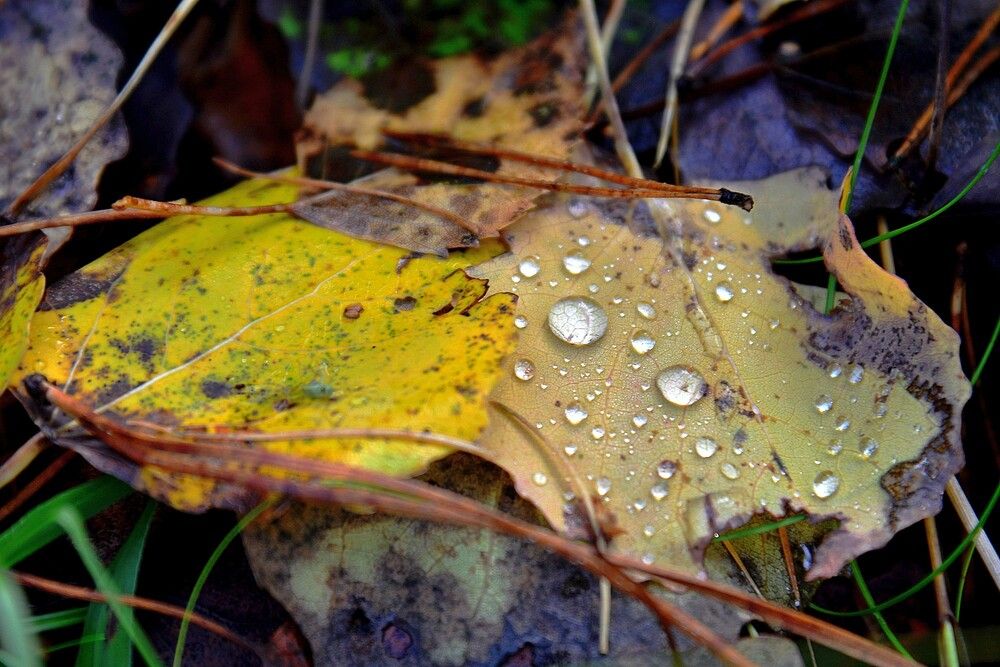 Photograph by Людмила