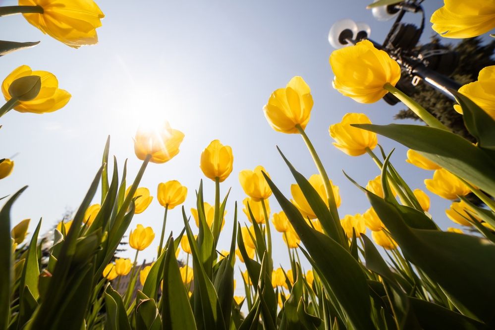 Photograph by Алексей Пирязев