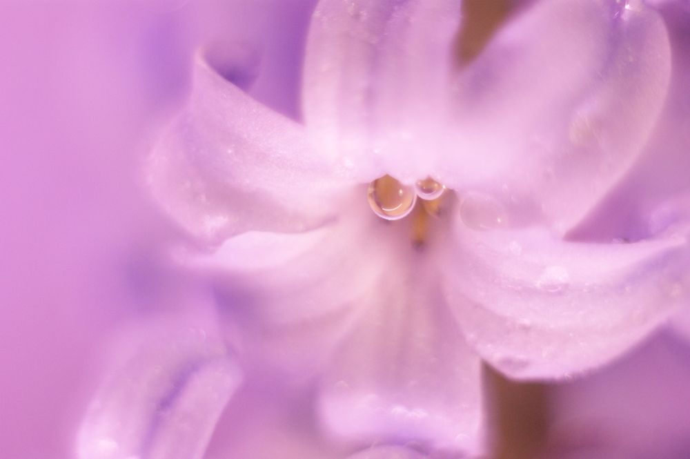 Photograph by Елена