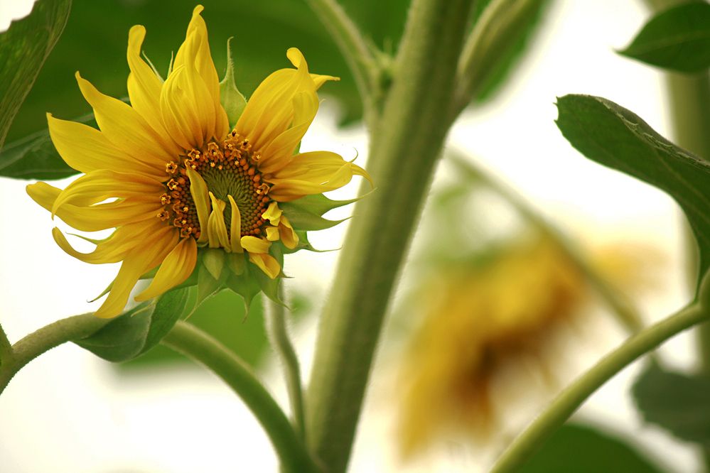 Photograph by hasan sorena jouri