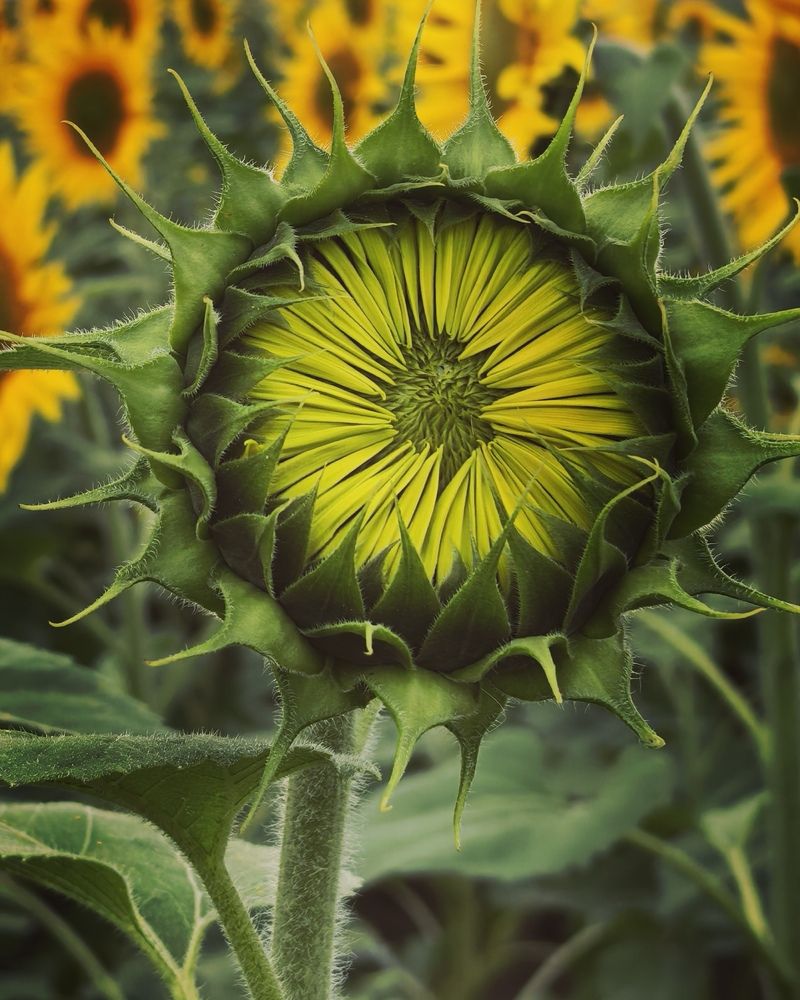 Photograph by Анна Якубинас