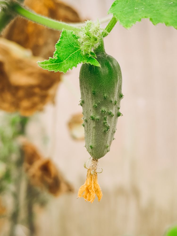 Photograph by Катрина Покумейко