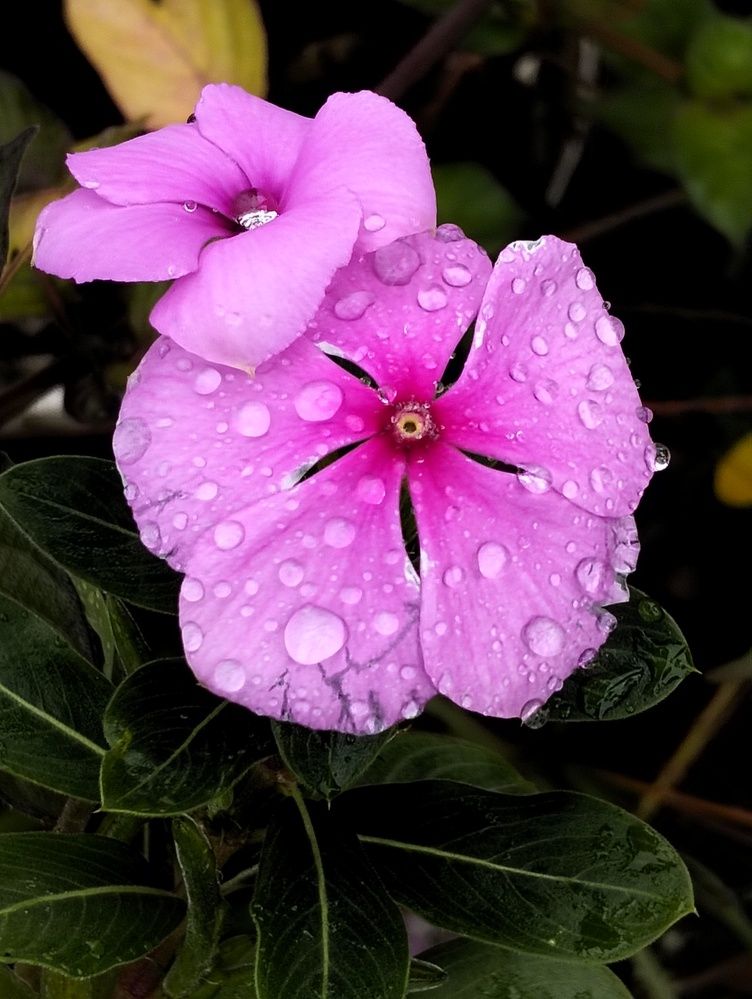 Photograph by Adal -